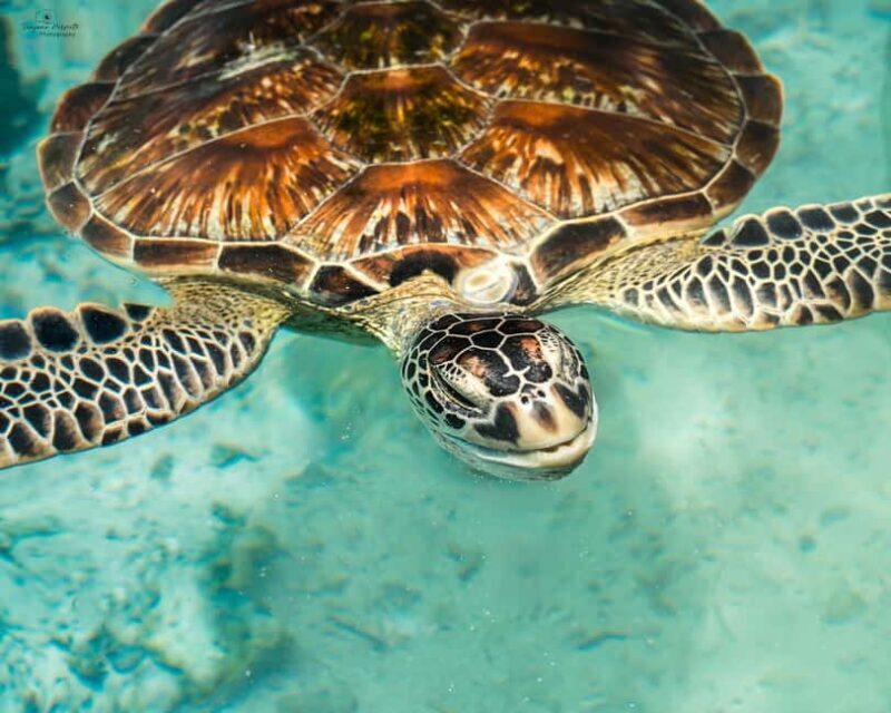 SALAAM CAVE SWIMMING WITH SEA TURTLES IN ZANZIBAR KIZIMKAZI - The Experience of Swimming with Sea Turtles