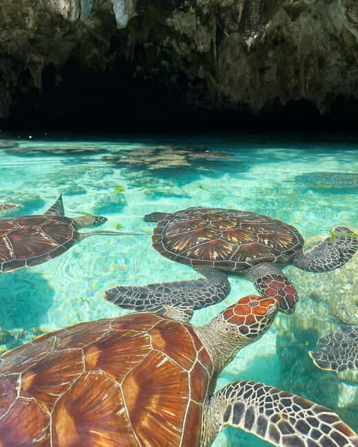 SALAAM CAVE SWIMMING WITH SEA TURTLES IN ZANZIBAR KIZIMKAZI - Cave Exploration and Marine Environment