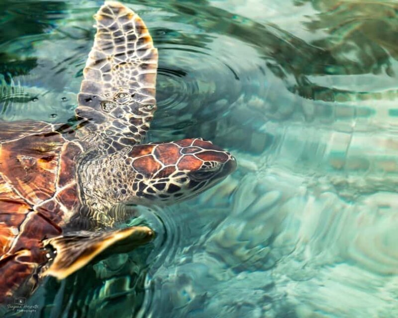 SALAAM CAVE SWIMMING WITH SEA TURTLES IN ZANZIBAR KIZIMKAZI - Practical Considerations