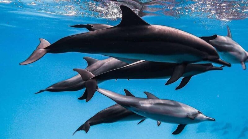Salaam Cave Tour, Kuza Cave, Paje Beach, The Rock Restaurant - Exploring Zanzibar’s Marine Wonders: Dolphins and Turtles