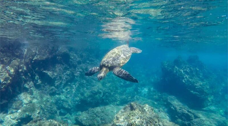 Salalah: Discover Mirbat's Snorkeling Paradise Guided Tour - Detailed Breakdown of the Snorkeling Itinerary