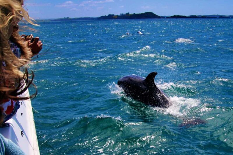 Salalah: Dolphin Watching Boat Tour - Key Points