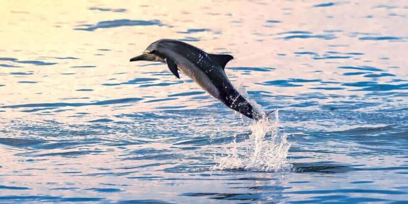 Salalah: Dolphin Watching Boat Tour - Overview of the Experience
