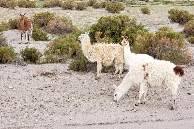 salar-de-uyuni-and-colored-lagoons-tours-3-days