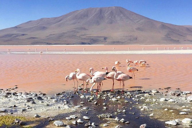 salar-de-uyuni-with-lodging-2-full-days-with-minor-lagoons