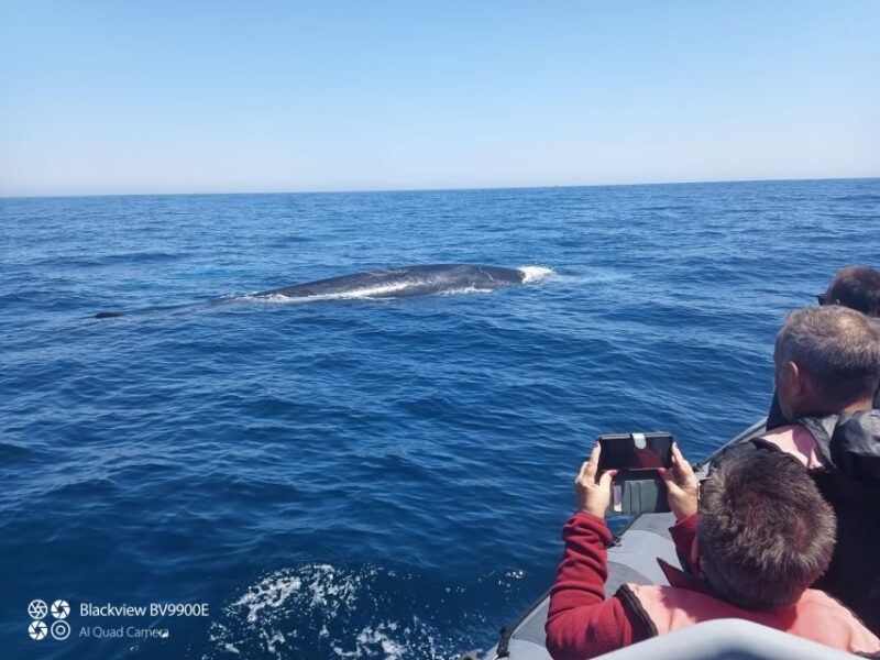 salema-dolphin-watching