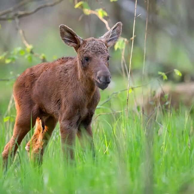 Sälen: Evening Moose Safari in the Forests - Key Points