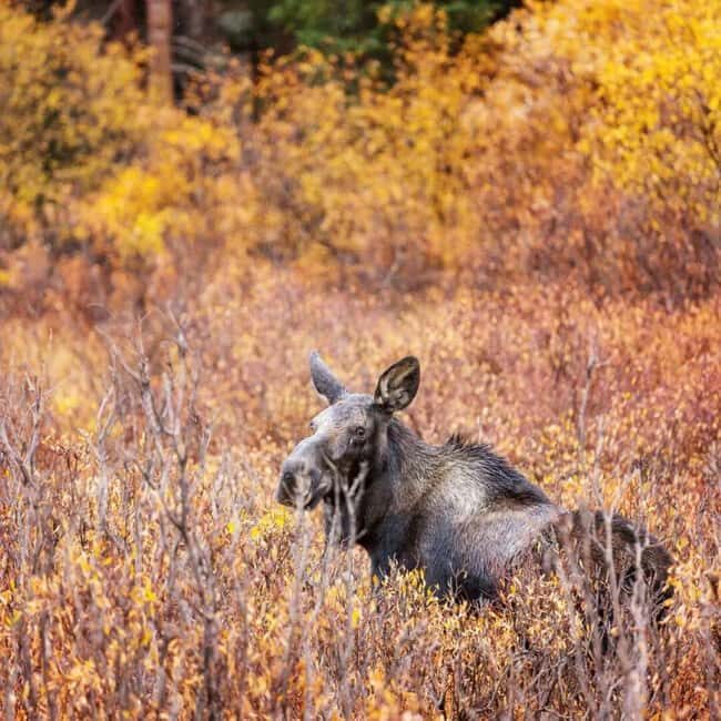 Sälen: Evening Moose Safari in the Forests - What to Expect from the Sälen Moose Safari