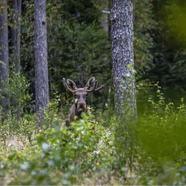 Sälen: Evening Moose Safari in the Forests - Authenticity and Value