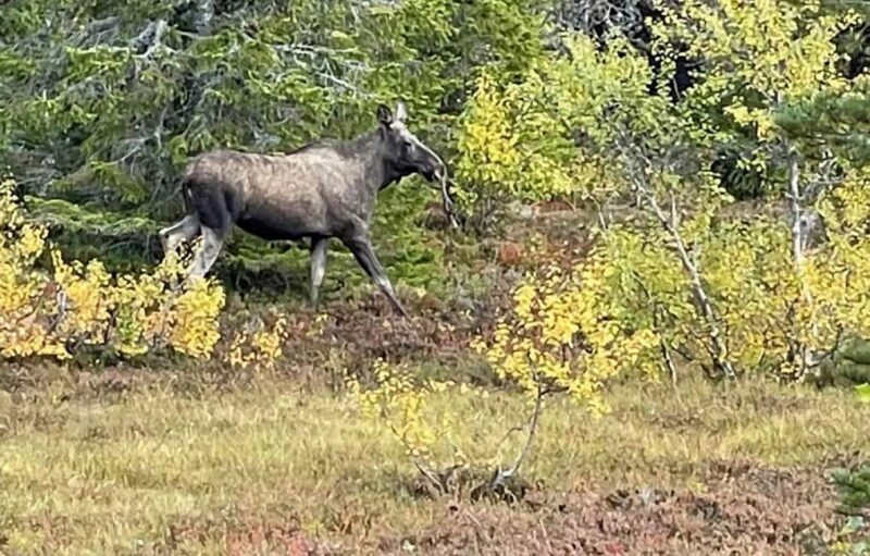 Sälen: Evening Moose Safari in the Forests - FAQ