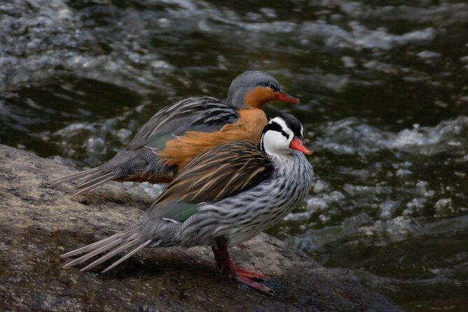 salento-birding-along-the-torrent-river