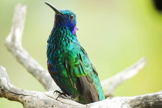 salento-birding-route-of-the-raptors