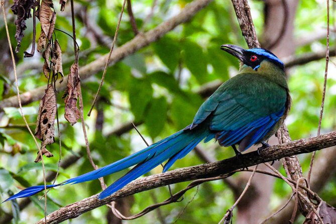 salento-birding-route-of-the-raptors