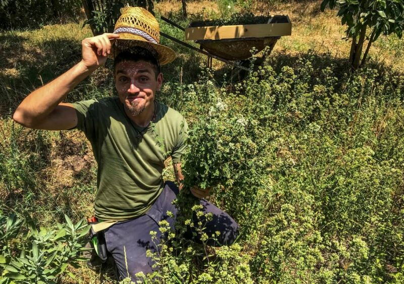 salento-wild-herbs-to-drink-from-plant-to-glass