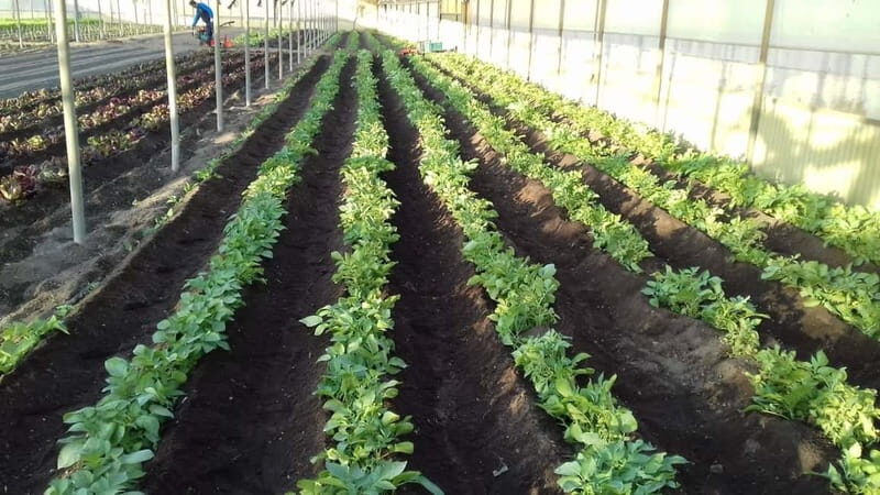 Salerno: Tomato Gastronomic Experience + Excursion to Pompeii - A Closer Look at the Tour Experience