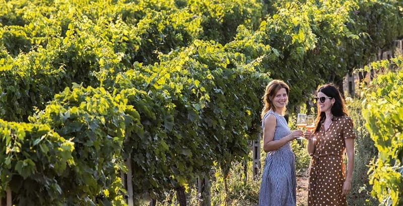 Salerno: Wine Tasting with Vineyard and Olive Grove Visit - A Closer Look at the Tour Experience