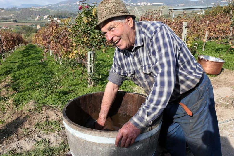 Salerno: Wine Tasting with Vineyard and Olive Grove Visit - Analyzing the Value