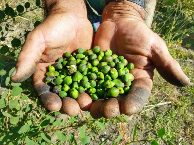 salina-capers-experience