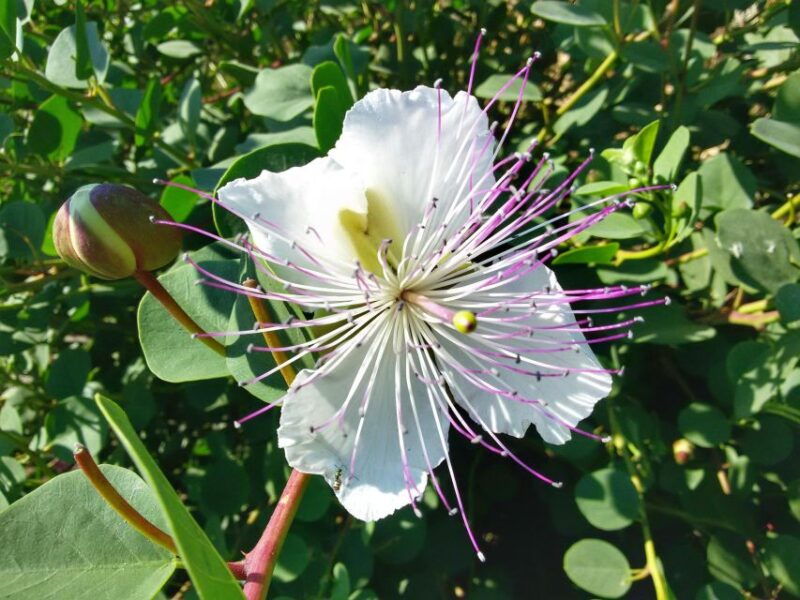 salina-capers-experience