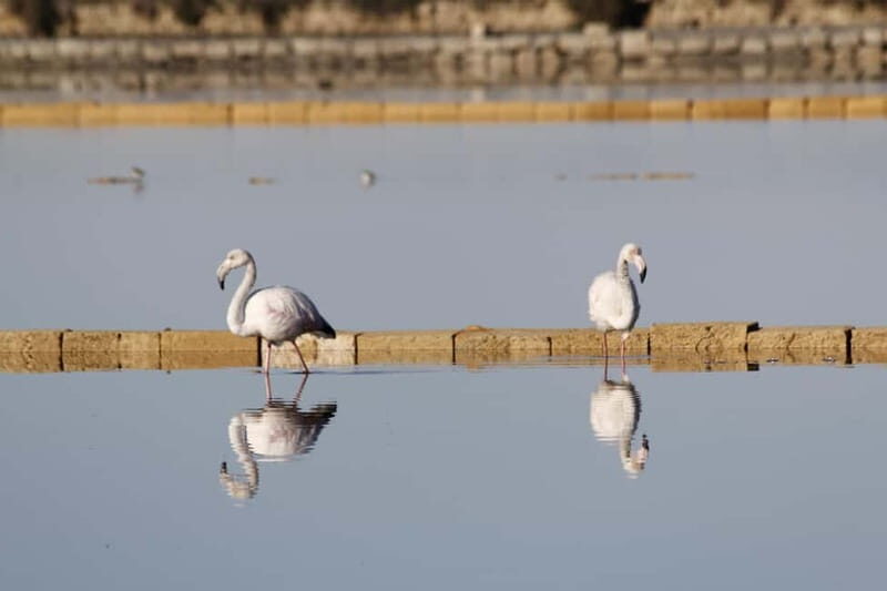 Salina Maria Stella di Trapani: Birdwatching in search of flamingos - FAQ