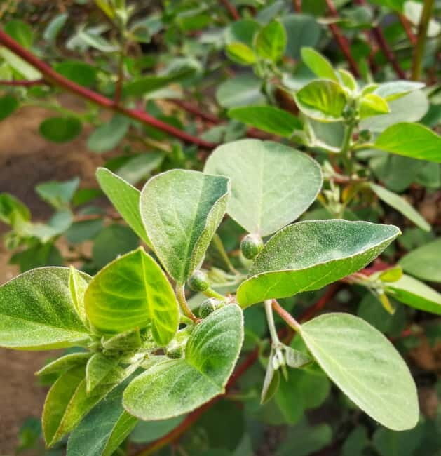 Salina: Private tour of the Aeolian Islands' greenest island - What You Need to Know Before Booking