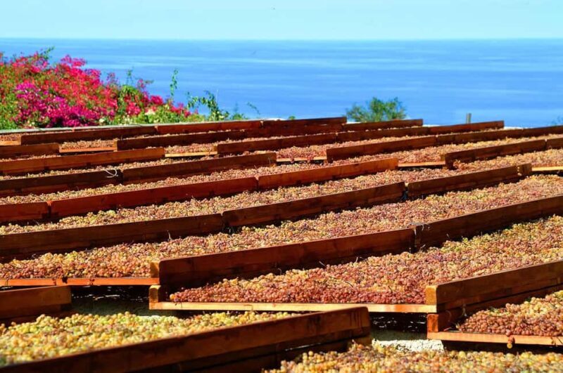Salina: Wine Tasting & Brunch on Estate in Malfa - Exploring the Tour: A Detailed Breakdown