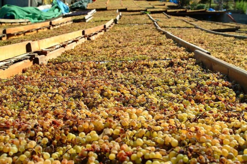 Salina: Wine Tasting & Brunch on Estate in Malfa - Who Should Consider This Tour?
