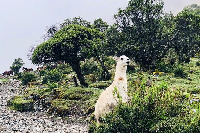 salkantay-4-days-trek-to-machu-picchu