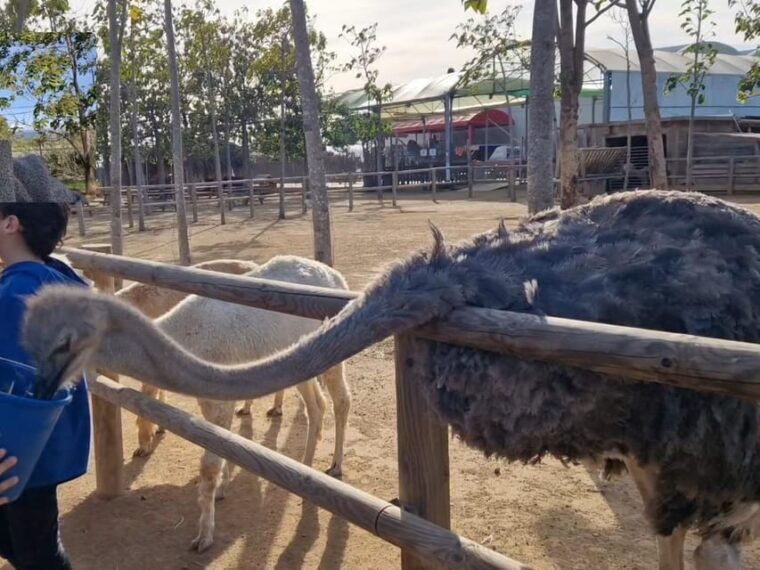 salou-cambrils-or-pineda-animal-farm-roundtrip-transfer