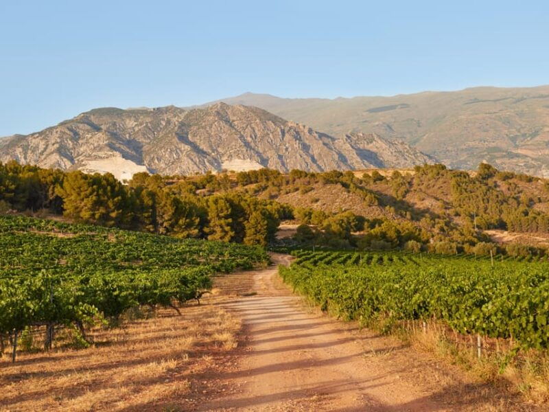 salou-siurana-castle-and-cornudella-winery-tour