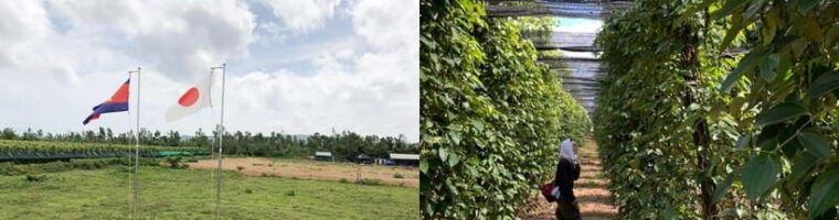 salt-farm-secret-lake-secret-caves-paper-farm