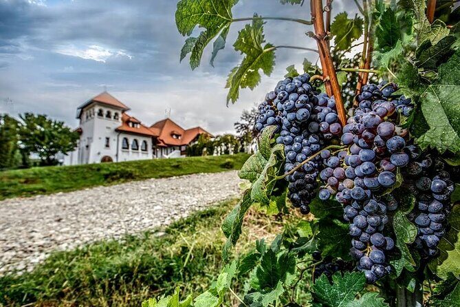 Salt Mine, Lunch at Winery and Dracula Grave - Private Tour - Authentic Experiences and Reviewer Insights  