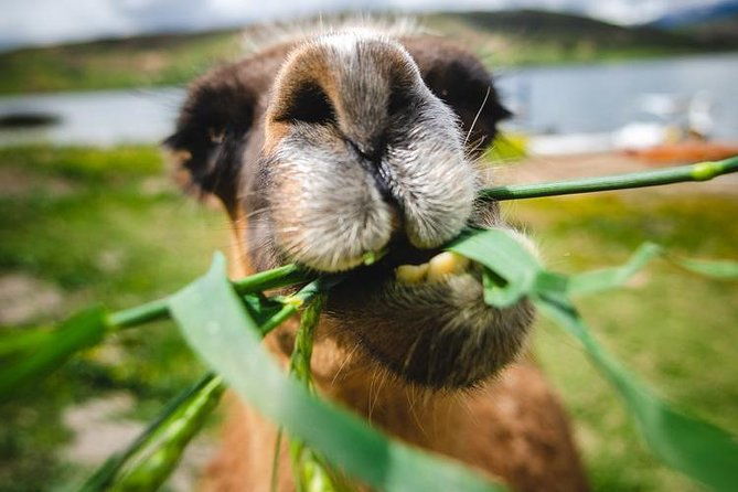 salt-mines-mountains-and-quechua-farmers-full-day-photography-expedition