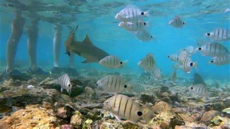 Salt Pans & Lemon Sharks Experience - Key Points