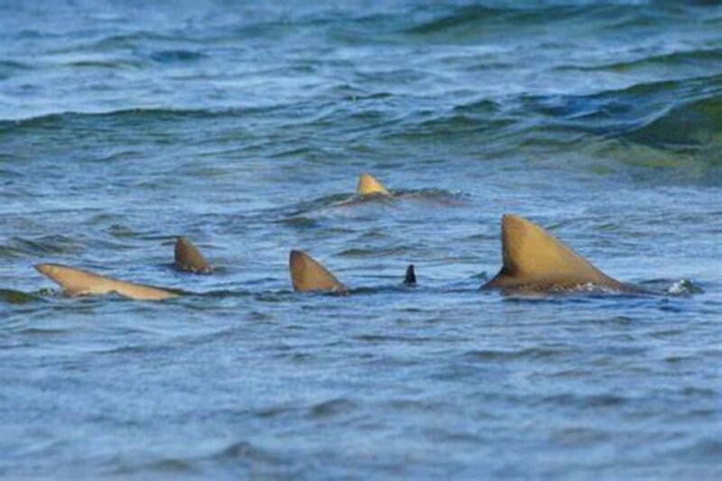 Salt Pans & Lemon Sharks Experience - An In-Depth Look at the Salt Pans & Lemon Sharks Experience
