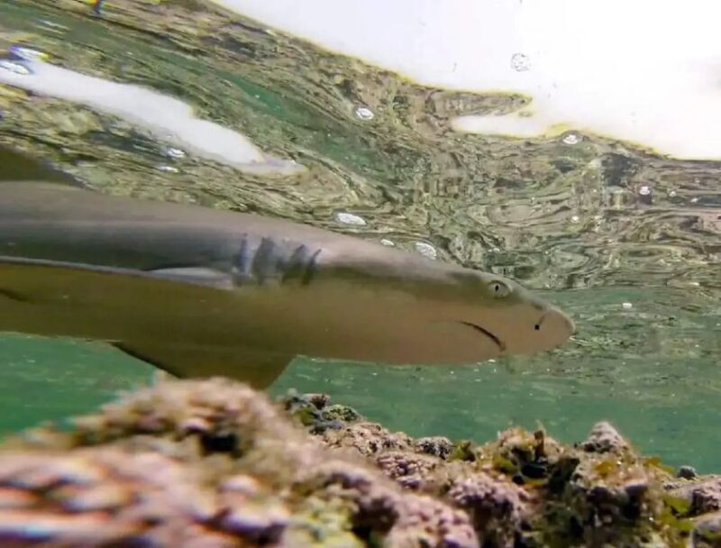 Salt Pans & Lemon Sharks Experience - Frequently Asked Questions