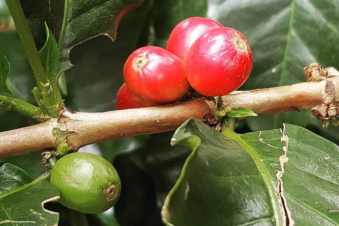 salto-del-tequendama-and-hacienda-del-cafe-private-tour