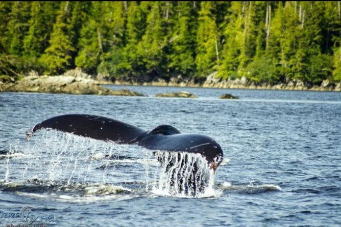 saltwater-expedition-sightseeing-wildlife-6-passenger-boat