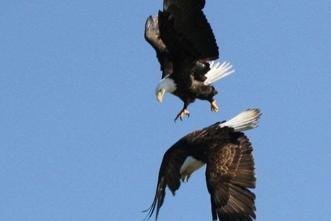 saltwater-expedition-sightseeing-wildlife-6-passenger-boat