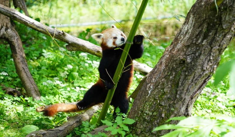 Salzburg Zoo Hellbrunn Skip-the-line Tickets & Private Car - Key Points  