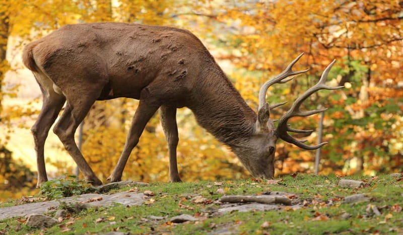 Salzburg Zoo Hellbrunn Skip-the-line Tickets & Private Car - Price and Value: Is It Worth It?