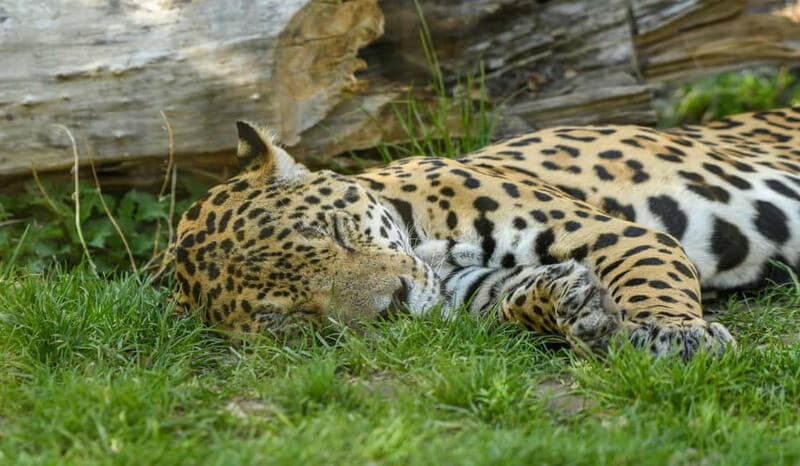Salzburg Zoo Hellbrunn Skip-the-line Tickets & Private Car - The Bottom Line