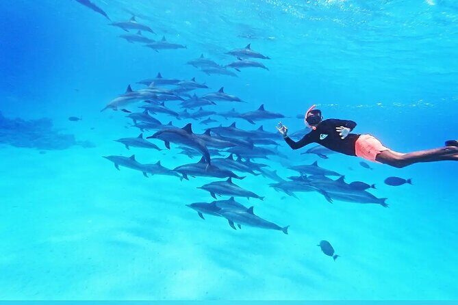 Samadai Dolphin House Snorkel Trip - Marsa Alam - Key Points