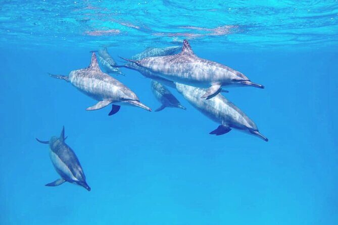 Samadai Dolphin House Snorkel Trip - Marsa Alam - Is It Worth the Price?