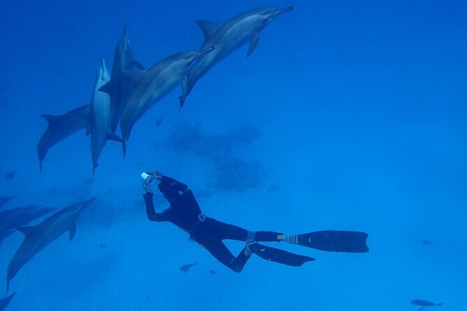 Samadai Dolphin House Snorkel Trip - Marsa Alam - The Sum Up