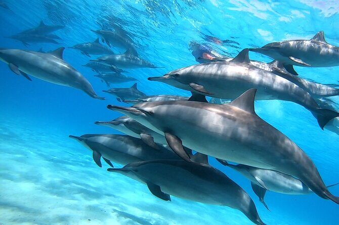 Samadai Dolphin House Snorkel Trip - Marsa Alam - FAQ