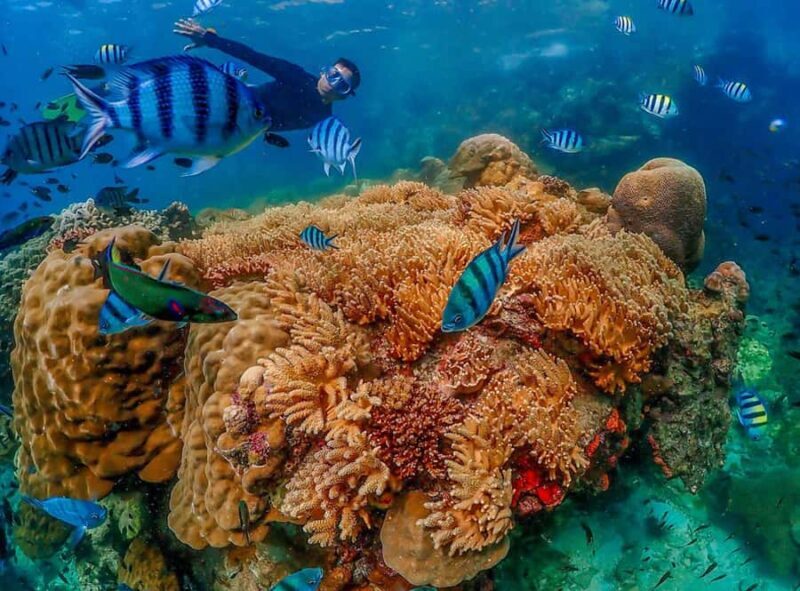 Samaesarn : Finding Nemo Snorkeling Tour Private speedboat - The Sum Up