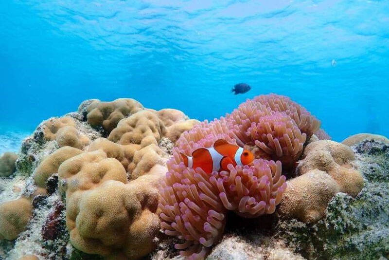 samaesarn-finding-nemo-snorkeling-tour-private-speedboat