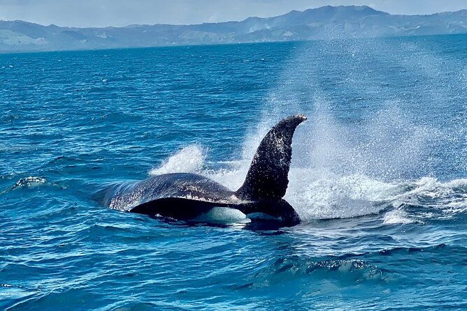 samana-full-day-baracardi-island-horses-lemon-waterfall