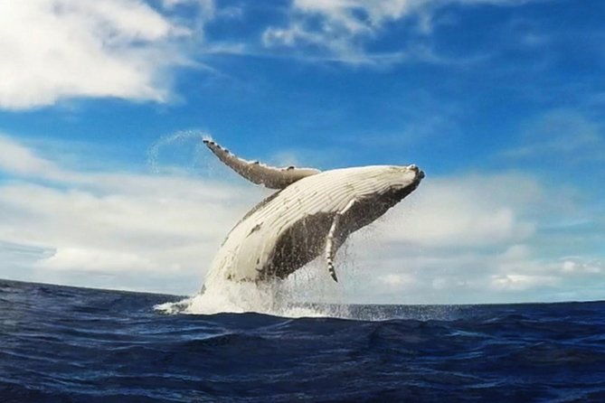 samana-whale-watching-cayo-levantado-bacardi-island-with-lunch-by-locals